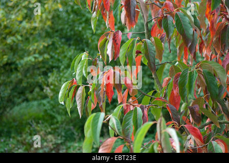 Chinese Tupelo (Nyssa sinensis 'Jim Russel', Nyssa sinensis Jim Russel), cultiar Jim Russel in autumn Stock Photo
