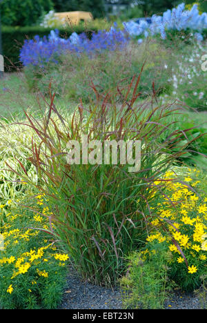 Old switch panic grass (Panicum virgatum 'Rotstrahlbusch', Panicum virgatum Rotstrahlbusch), cultivar Rotstrahlbusch Stock Photo