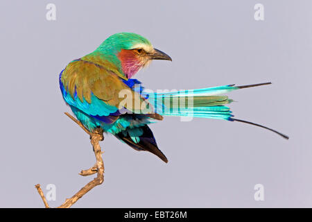 lilac-breasted roller (Coracias caudata), sitting on a twig, South Africa, Krueger National Park Stock Photo