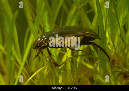 Greater silver beetle, Great black water beetle, Great silver water beetle, Diving water beetle (Hydrophilus piceus, Hydrous piceus), swimming through underwater vegetation, Germany Stock Photo