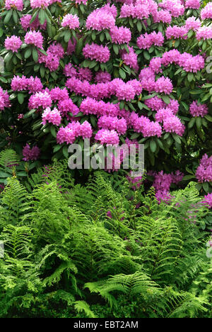 rhododendron (Rhododendron 'Roseum Elegans', Rhododendron Roseum Elegans), cultivar Roseum Elegans Stock Photo