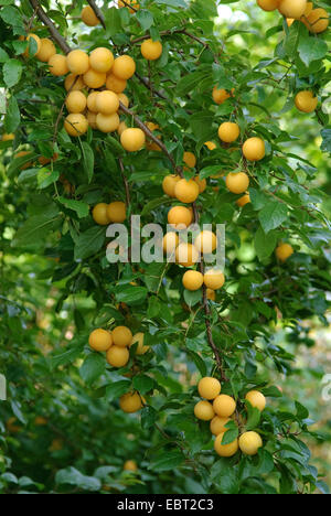 Cherry plum, Myrobalan plum (Prunus cerasifera), yellow cherry plums on a tree