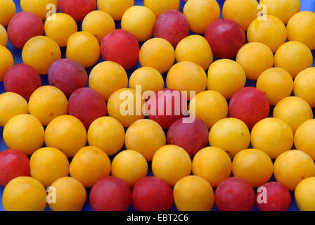 cherry plum, Myrobalan plum (Prunus cerasifera), red and yellow myrobalans, Laussnitz