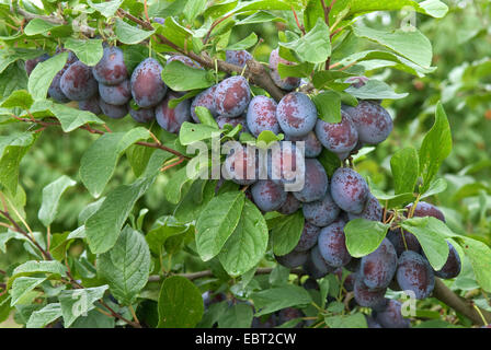 European plum (Prunus domestica 'Topper', Prunus domestica Topper), plums on a tree, cultivar Topper Stock Photo