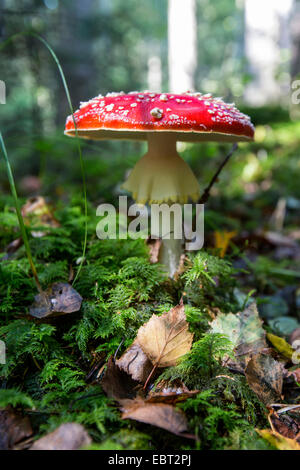 fly agaric (Amanita muscaria), fruiting body on forest ground, Germany, Bavaria Stock Photo