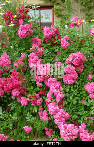 ornamental rose (Rosa 'Super Excelsa', Rosa Super Excelsa), cultivar Super Excelsa Stock Photo