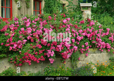 ornamental rose (Rosa 'Super Excelsa', Rosa Super Excelsa), cultivar Super Excelsa Stock Photo