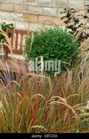 Achnatherum, Feather Grass, Spear Grass (Achnatherum calamagrostis, Stipa calamagrostis), with Ligustrum delavayanum Stock Photo