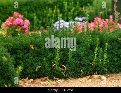 Japanese yew, pyramidal yew (Taxus cuspidata), as hedge Stock Photo