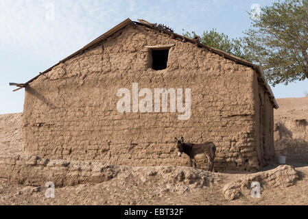 donkey in village near Shar e Sabs,  Uzbekistan, Asia Stock Photo