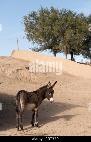 donkey in village near Shar e Sabs,  Uzbekistan, Asia Stock Photo