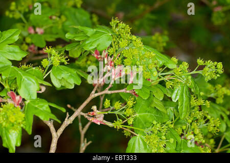 field maple, common maple (Acer campestre), flowers and new leaves, Germany Stock Photo