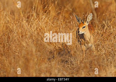 steenbok (Raphicerus campestris), buck in a dry meadow, South Africa, Krueger National Park Stock Photo