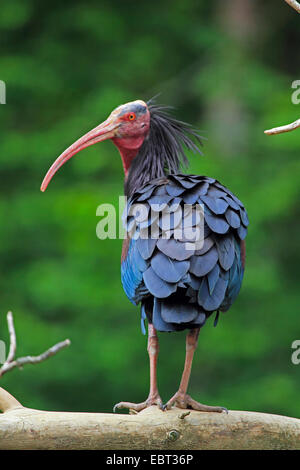Hermit ibis, Nothern Bald Ibis (Geronticus eremita), standing on a tree trunk Stock Photo
