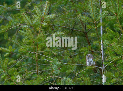 Eurasian pygmy owl (Glaucidium passerinum), sitting on a spruce, Germany, Rhineland-Palatinate Stock Photo