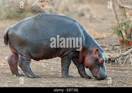 hippopotamus, hippo, Common hippopotamus (Hippopotamus amphibius), juvenile in the savannah with Red-billed Oxpecker (Buphagus erythrorhynchus) on the back, South Africa, Krueger National Park Stock Photo