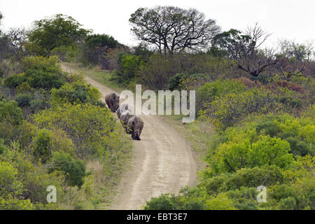 white rhinoceros, square-lipped rhinoceros, grass rhinoceros (Ceratotherium simum), group walking on country road, South Africa, Hluhluwe-Umfolozi National Park Stock Photo