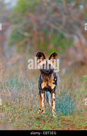 African wild dog (Lycaon pictus), standing in savanna, South Africa, Hluhluwe-Umfolozi National Park Stock Photo