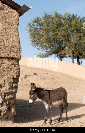 donkey in village near Shar e Sabs,  Uzbekistan, Asia Stock Photo