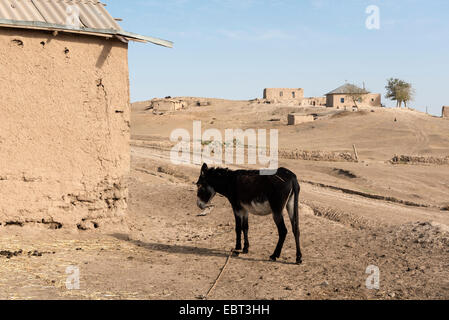 donkey in village near Shar e Sabs,  Uzbekistan, Asia Stock Photo