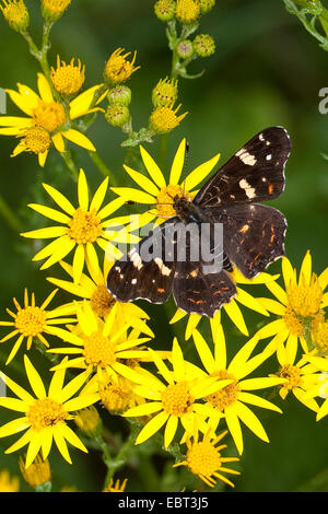 map butterfly, summer form (Araschnia levana f. prorsa), 2nd generation, sitting on groundsel, Germany Stock Photo