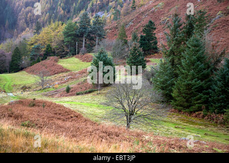 Coniferous Spruce trees at the northern end of Llyn Geirionydd in Snowdonia National Park Gwynedd North Wales UK, Late Spring. Stock Photo