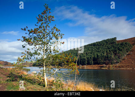 Holly tree on the western shore of Llyn Geirionydd lake in autumn near Trefriw Snowdonia National Park Gwynedd North Wales UK Stock Photo