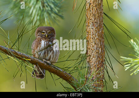 Eurasian pygmy owl (Glaucidium passerinum), sitting on a pine branch, Germany, Rhineland-Palatinate Stock Photo