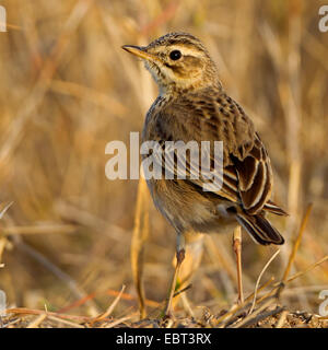 Aprican Pipit (Anthus cinnamomeus), sitting on the ground, South Africa, Krueger National Park, Letaba Camp Stock Photo