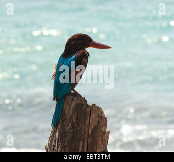 This bright bird is the Sri Lankan White-throated kingfisher. The bird sits on the wood stick.