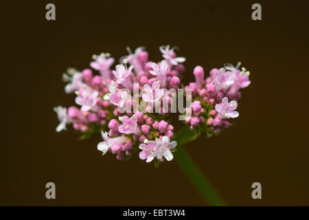 dwarf valerian (Valeriana montana), inflorescence, Germany, Bavaria, Oberbayern, Upper Bavaria, Ammergebirge Stock Photo