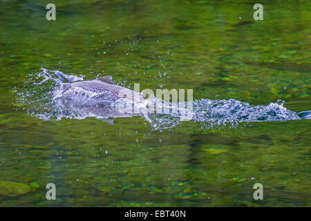 Brown trout, Sea trout, Atlantic trout (Salmo trutta trutta), jumping out of the water, refection, Norway, Namsos Stock Photo