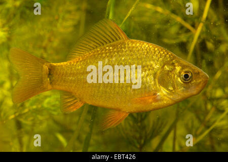 goldfish, common carp (Carassius auratus), with the juvenile tail spot Stock Photo