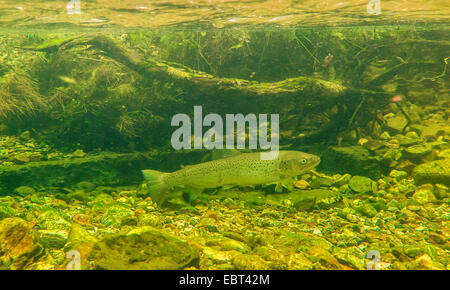 Brown trout, Sea trout, Atlantic trout (Salmo trutta trutta), at the spawning run, Norway, Namsos Stock Photo