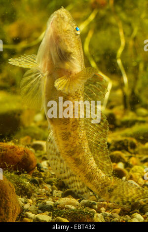 marble goby (Oxyeleotris marmorata, Eleotris marmorata), straitening up at the gravel ground Stock Photo