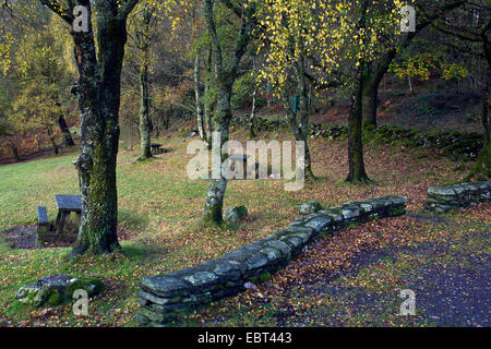 Picnic area at Tyn Llwyn in autumn Gwydyr Forest Park Betwys Y Coed Snowdonia National Park Gwynedd North Wales UK, Late Spring. Stock Photo
