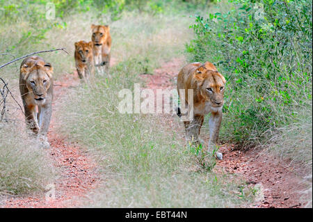 lion (Panthera leo), lioness group with young lion searching food, South Africa, Krueger National Park Stock Photo