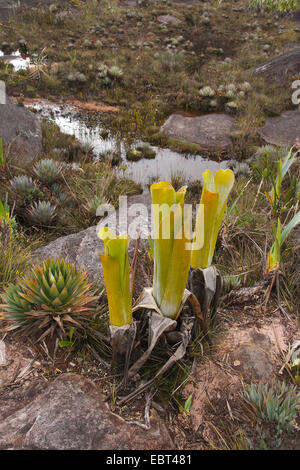 Brocchinia (Brocchinia reducta), together with Orectanthe sceptrum, Venezuela, Canaima National Park, Roraima Tepui Stock Photo