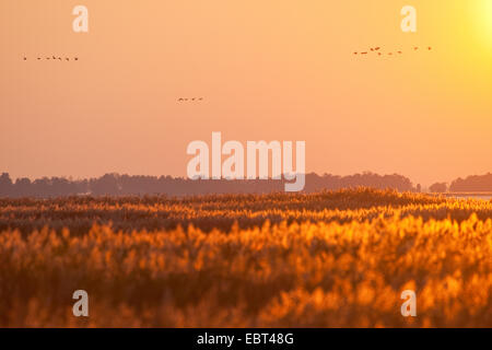 reed grass, common reed (Phragmites communis, Phragmites australis), sunset over a reed, Germany Stock Photo