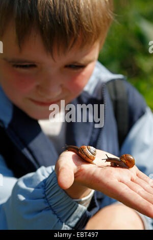 orchard snail, copse snail (Arianta arbustorum), two snails creeping on the hand of a little boy Stock Photo