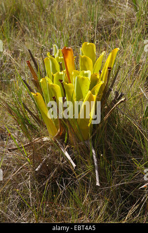 Brocchinia reducta (Brocchinia reducta), Venezuela, Canaima National Park, Gran Sabana Stock Photo