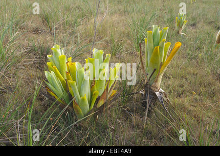 Brocchinia reducta (Brocchinia reducta), Venezuela, Canaima National Park, Gran Sabana Stock Photo