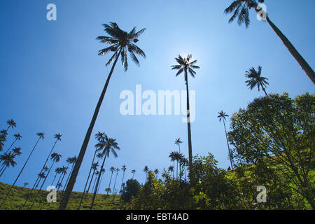 Palma de cera del quindio, Wax palm tree (Ceroxylon quindiuense), national tree of colombia, highest palm tree of the world, Colombia, Valle Cocora Stock Photo