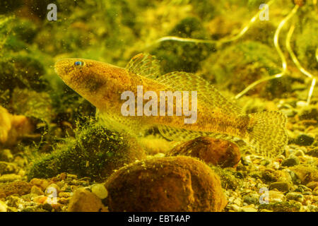 marble goby (Oxyeleotris marmorata, Eleotris marmorata), marble goby, side view Stock Photo