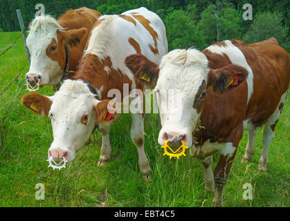 domestic cattle (Bos primigenius f. taurus), three calves with spiked rings on a pasture, Germany, Bavaria, Oberbayern, Upper Bavaria Stock Photo