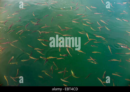 saithe, pollock, Atlantic pollock, coley, coalfish (Pollachius virens), young fishes in shallow water, Norway, Nordland Stock Photo