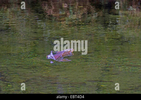 Brown trout, Sea trout, Atlantic trout (Salmo trutta trutta), jumping out of the water, Norway, Namsos Stock Photo