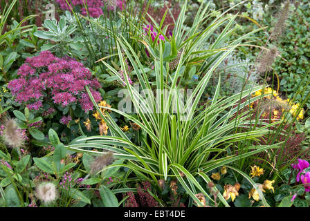 Carex morrowii 'Goldband', Japansegge 'Goldband' - Stanze