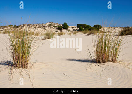 dunes in the National Park, Spain, Andalusia, Coto De Donana National Park Stock Photo