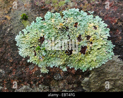 lichen on a rock, Spain, Andalusia, Los Alcornocales Stock Photo